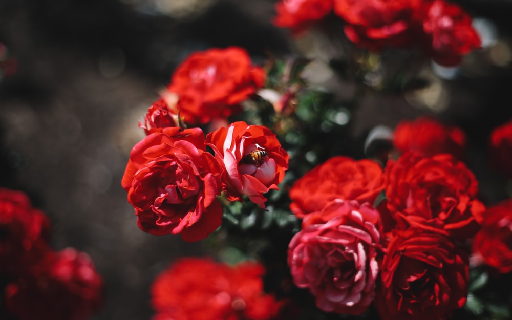 best rose perfumes for valentine's day