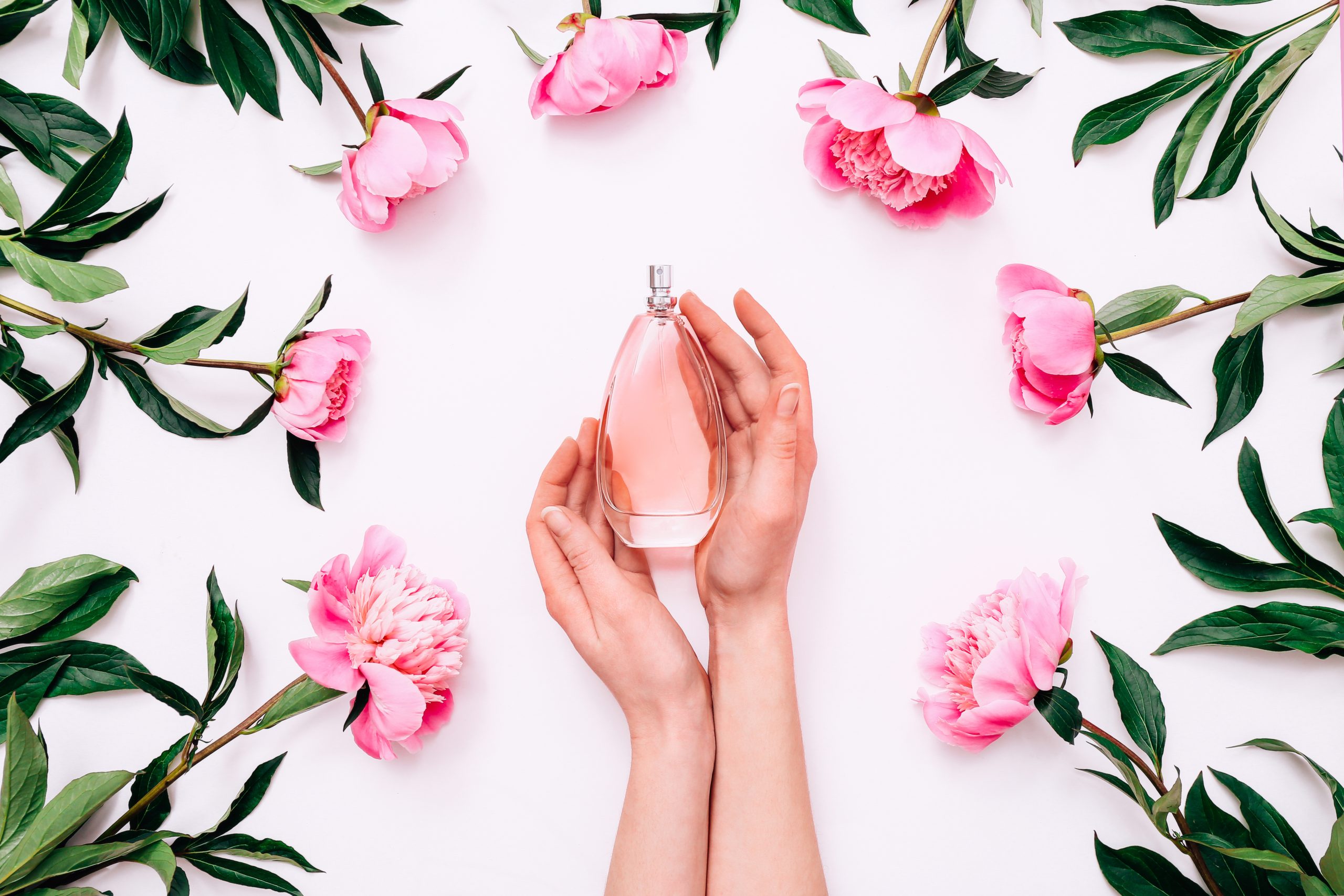 top view of pink bottle of women's perfume in female hands and peony flowers around on white background.
