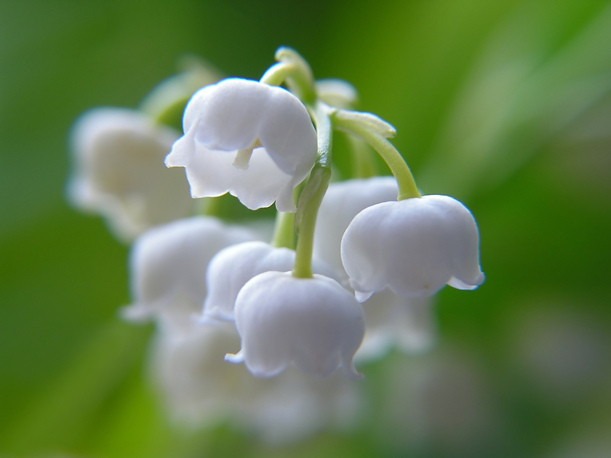 lily of the valley