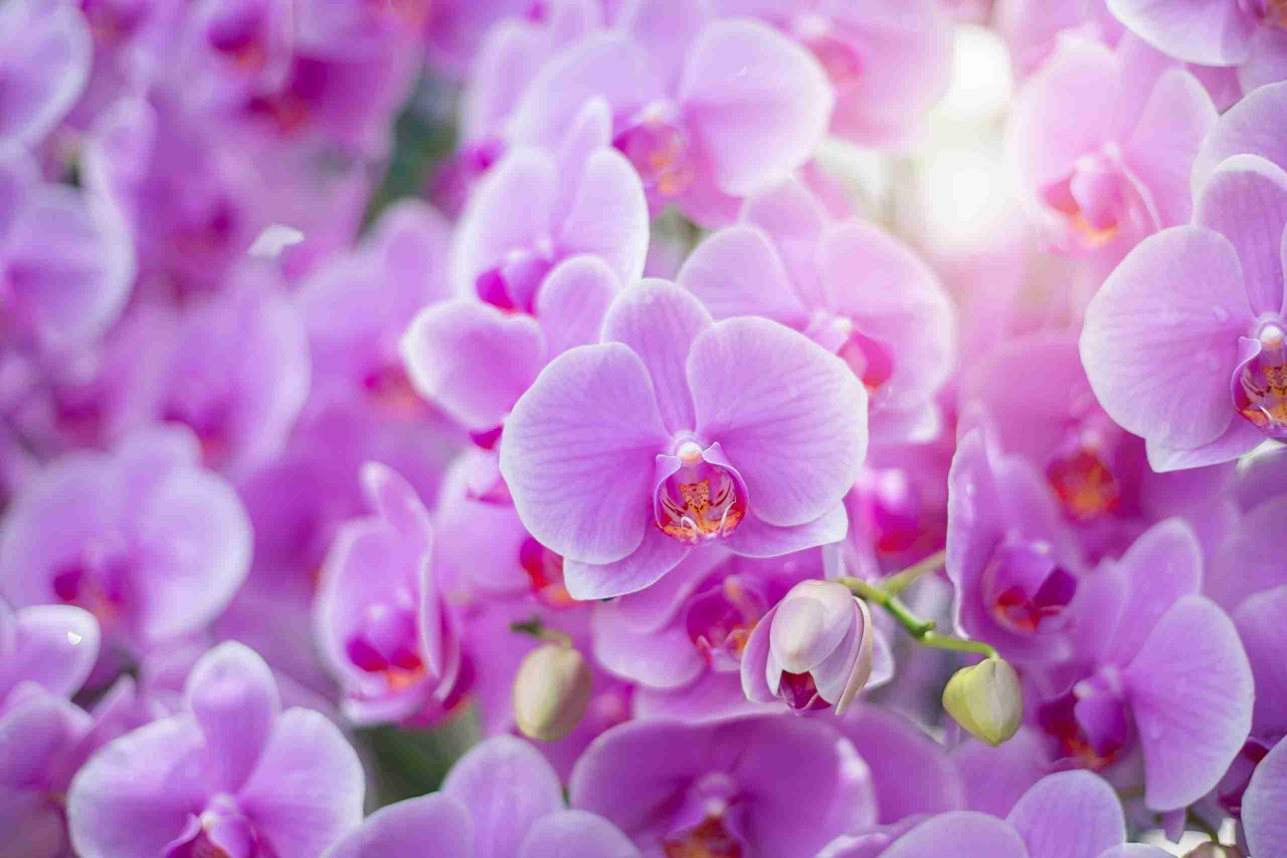 orchids