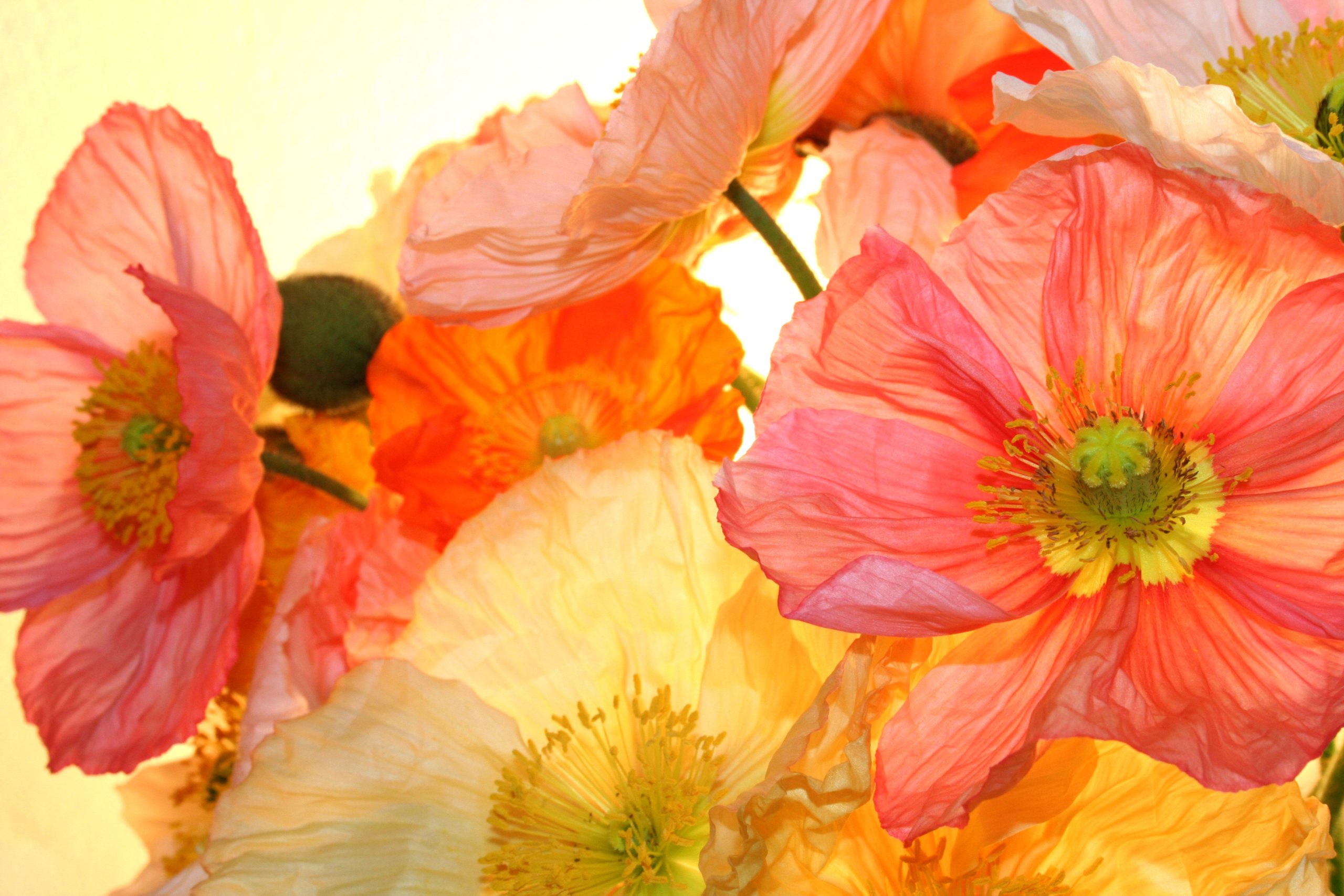 poppy flower
