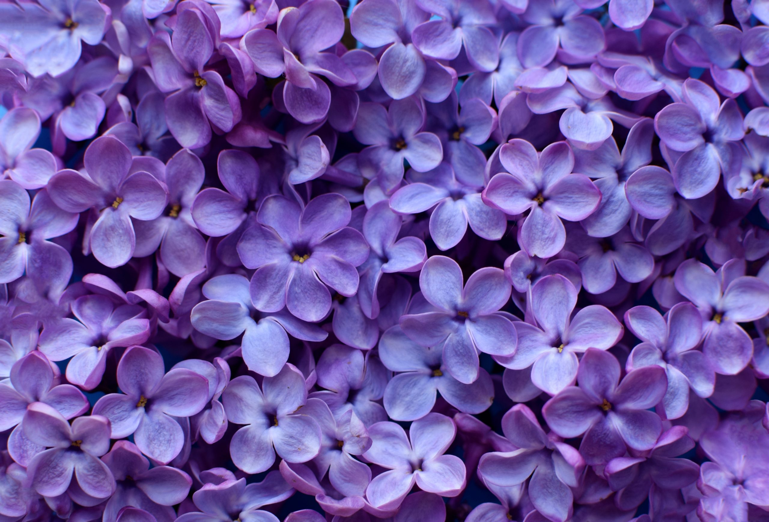 space flowers