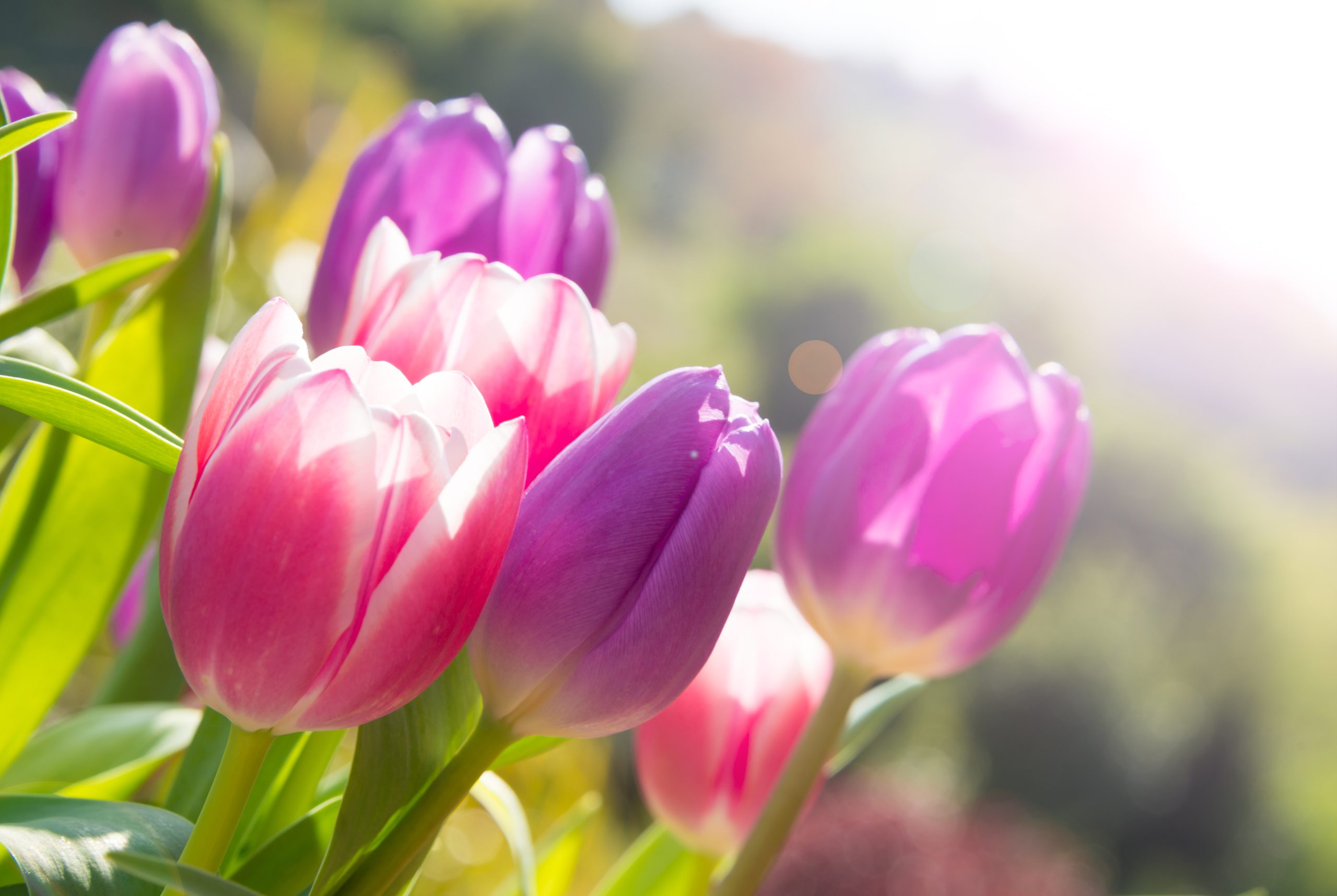 tulips