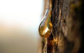 Best balsam perfumes